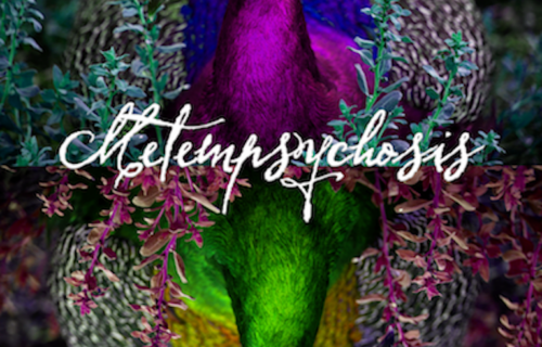 A colorful peacock with text title "Metempsychosis"