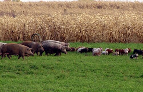 A group of adult pigs and piglets in a field