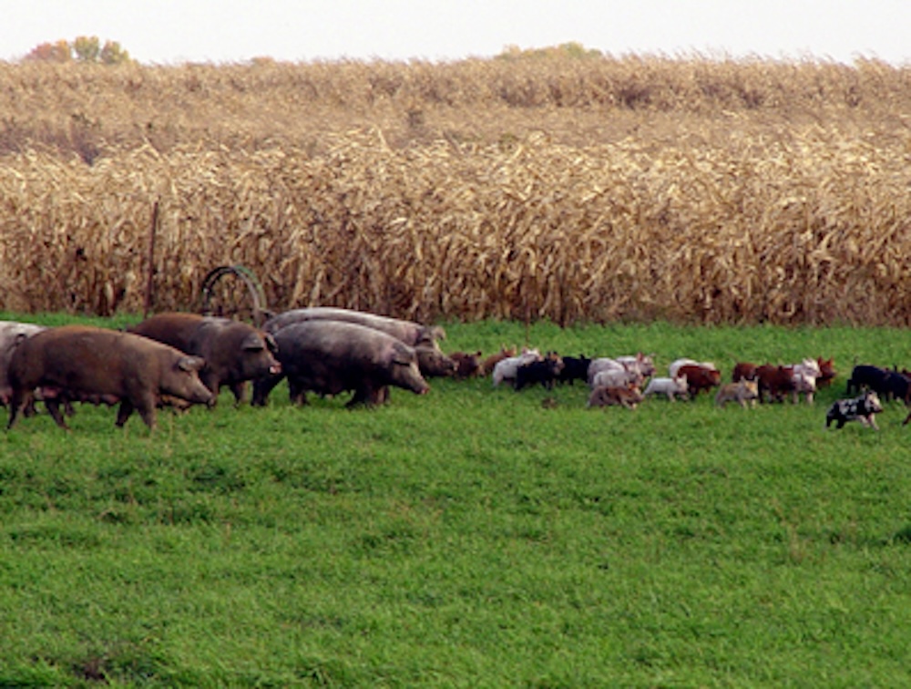 A group of adult pigs and piglets in a field